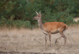 Red deer / Edelhert 
