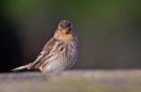 Twite / Frater