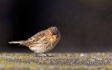 Twite / Frater