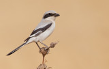 Desert grey shrike / Woestijnklapekster (Lanius elegans)