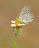Zizina antanossa