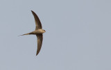 African Palm Swift / Afrikaanse palmgierzwaluw