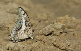 Bush Charaxes / Charaxes achaemenes
