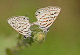 Tarucus rosaceus / Groot christusdoornblauwtje