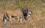 Western giant eland / Westelijke reuzenelandantilope