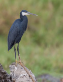 Western reef heron / Westelijke rifreiger