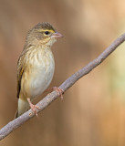 Northern Red Bishop / Oranje Wever