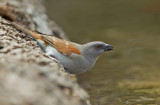 Grey-headed sparrow / Grijskopmus