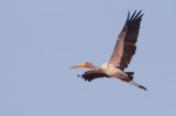 Yellow-billed stork / Afrikaanse nimmerzat