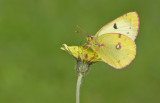 Bergers clouded yellow / Zuidelijke luzernevlinder 