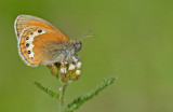 Alpine Heath / Alpenhooibeestje