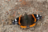 Red admiral / Atalanta