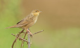 Grasshopper warbler / Sprinkhaanzanger