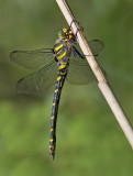 Golden-ringed dragonfly / Gewone bronlibel