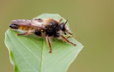 Bumblebee Robberfly / Gele hommelroofvlieg