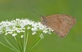 Meadow Brown / Bruin Zandoogje