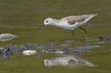 Marsh sandpiper / Poelruiter