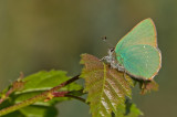 Green hairstreak / Groentje