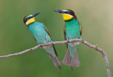 Bee-eaters and Rollers / Bijeneters en Scharrelaren