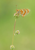 Spotted Fritillary / Tweekleurige parelmoervlinder 