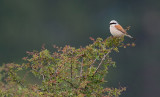 Red-backed shrike / Grauwe klauwier 