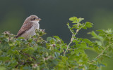 Red-backed shrike / Grauwe klauwier