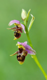 Horned Woodcock Orchid / Gehoornde sniporchis (Ophrys scolopax subsp. cornuta)