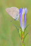 Alcon blue / Gentiaan blauwtje
