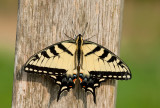 Eastern tiger swallowtail / Papilio glaucus