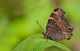 Yellow-legged tortoiseshell / Oostelijke vos