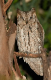 Scops owl / Dwergooruil