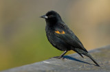 Red-winged Blackbird / Epauletspreeuw