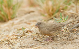 Black-faced Quailfinch / Kwartelastrild