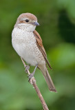 Red-backed shrike / Grauwe klauwier