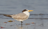 Lesser-crested tern / Bengaalse stern