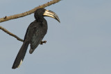 Congo pied hornbill  / Bonte tok