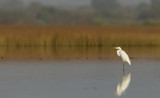 Great white heron / Grote zilverreiger