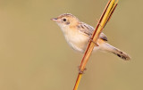 Zitting cisticola / Graszanger