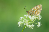 Bog Fritillary / Ringoogparelmoervlinder 