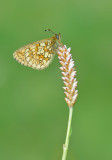 Bog Fritillary / Ringoogparelmoervlinder 