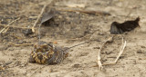 Standard-winged nightjar / Viervleugelnachtzwaluw