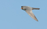 Red-footed Falcon / Roodpootvalk