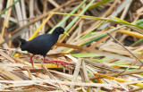 African black crake / Zwart Poseleinhoen