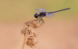 Black Percher / Moriaantje