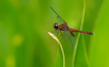Red-mantled Dragonlet / Erythrodiplax fervida