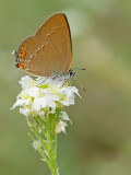 Sloe Hairstreak / Kleine sleedoornpage