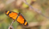 Dancing Acraea / Acraea serena