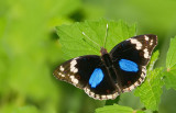 Dark Blue Pansy / Junonia oenone
