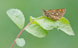 Chequered Skipper / Bont Dikkopje