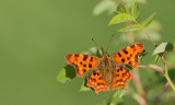 Comma butterfly / Gehakkelde Aurelia